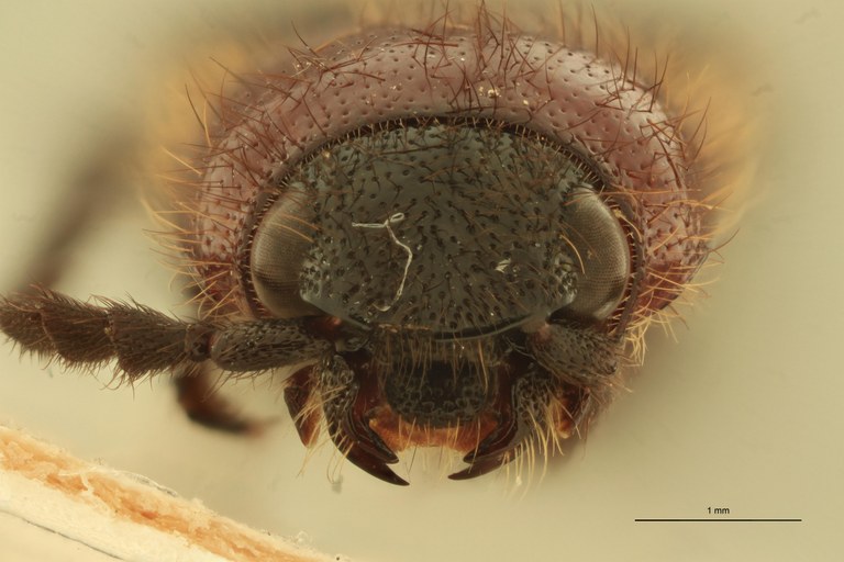 Dipropus erythroderus Ct F.jpg Dipropus erythroderus Ct F.jpg