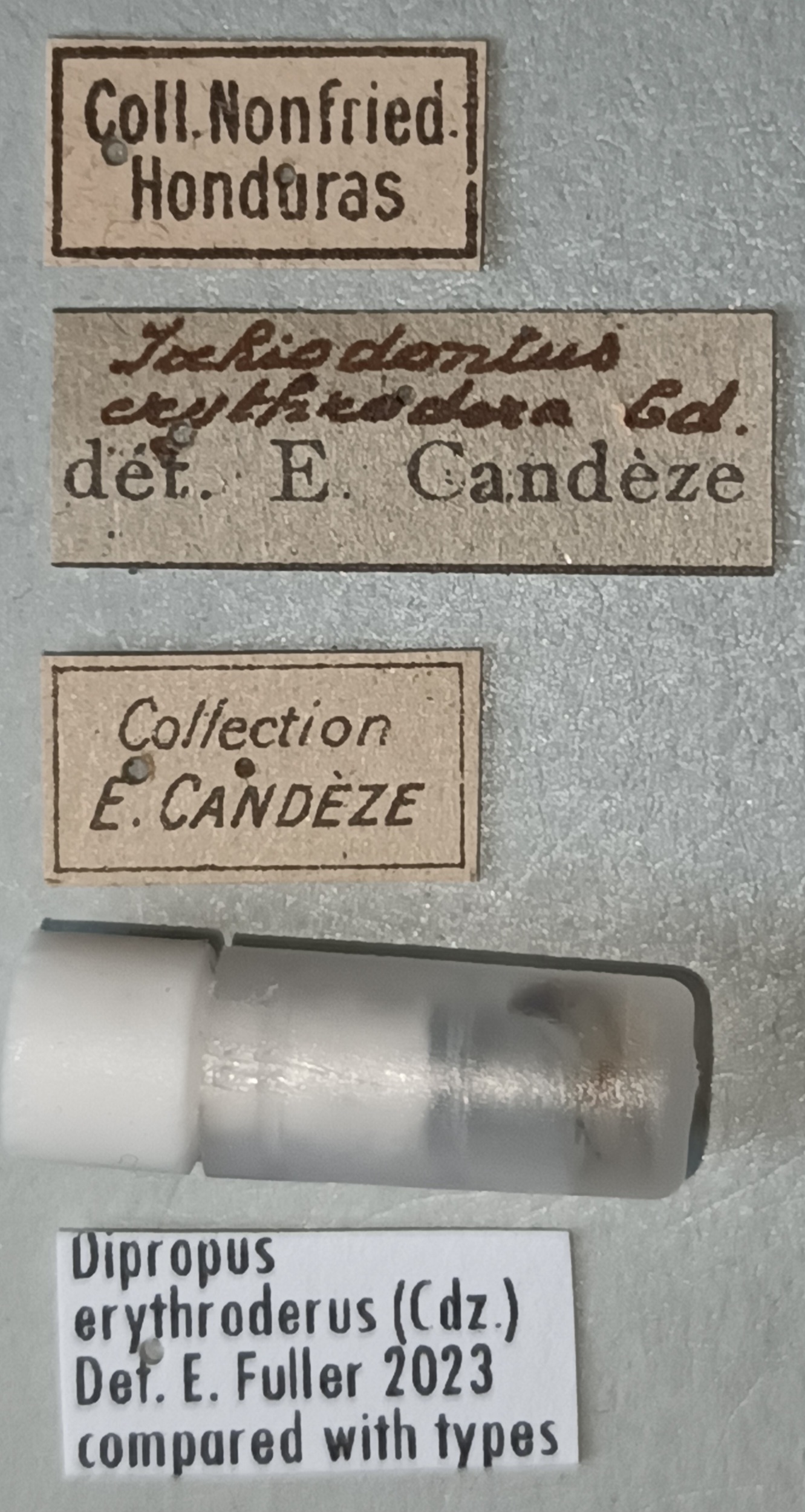 Dipropus erythroderus Ct Labels.jpg