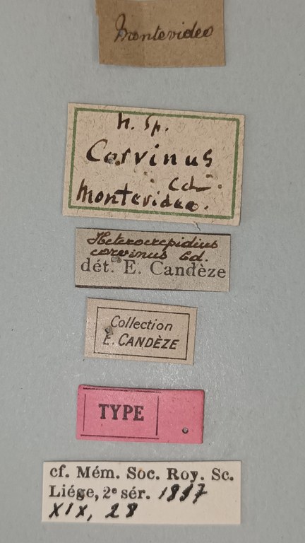 Heterocrepidius corvinus T Labels.jpg