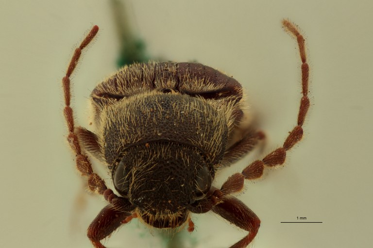 Heterocrepidius indicus Pt F-Antennae.jpg