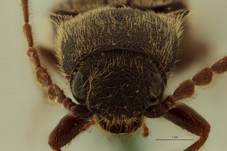 Heterocrepidius indicus Pt F.jpg