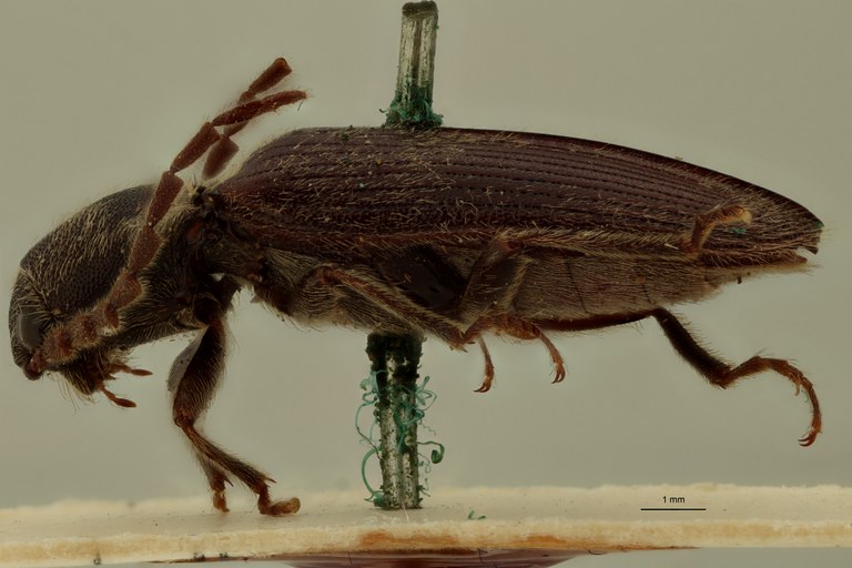 Heterocrepidius indicus Pt L.jpg