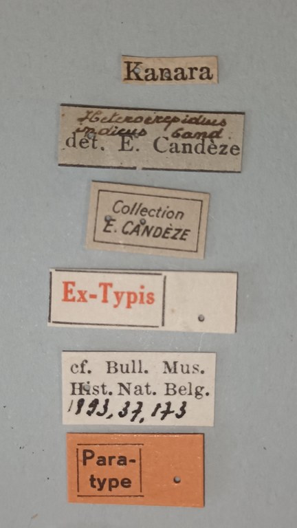 Heterocrepidius indicus Pt Labels.jpg