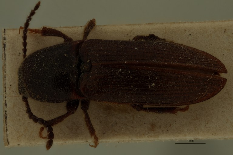 Heterocrepidius marginatus T D.jpg