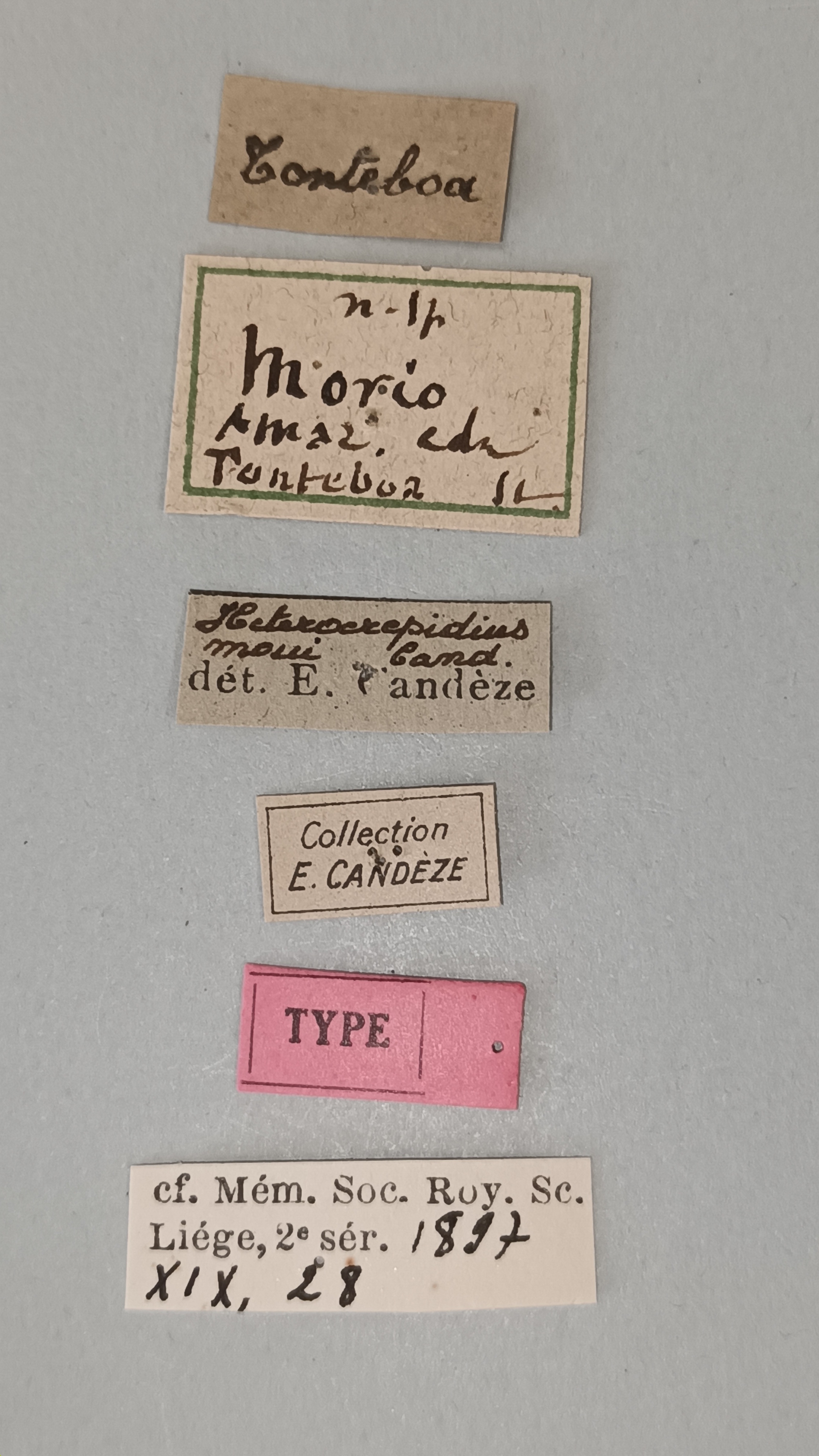 Heterocrepidius morio T Labels.jpg