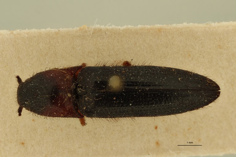 Ischiodontus collaris Pt D.jpg