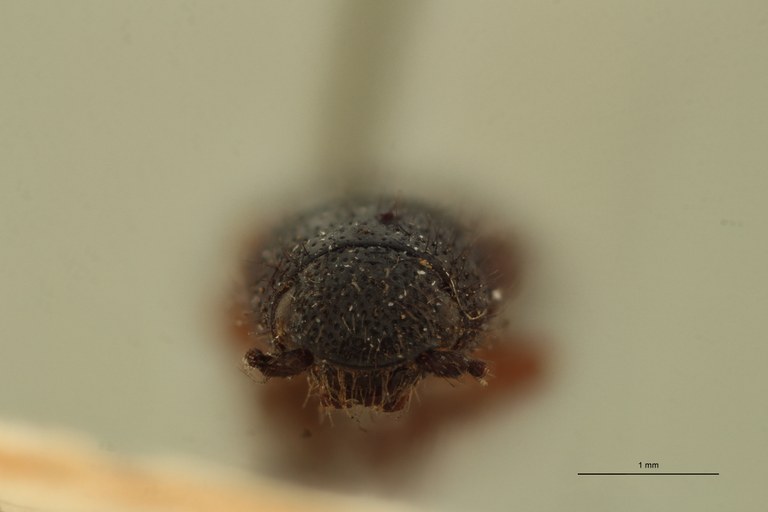 Ischiodontus collaris Pt F.jpg