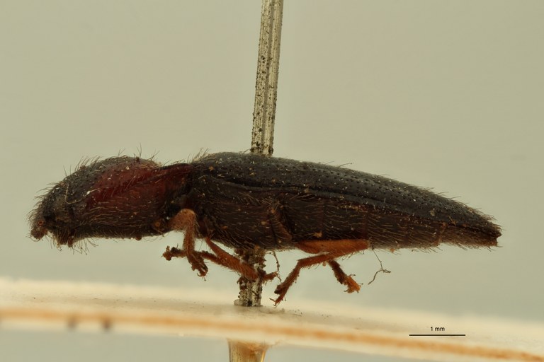 Ischiodontus collaris Pt L.jpg