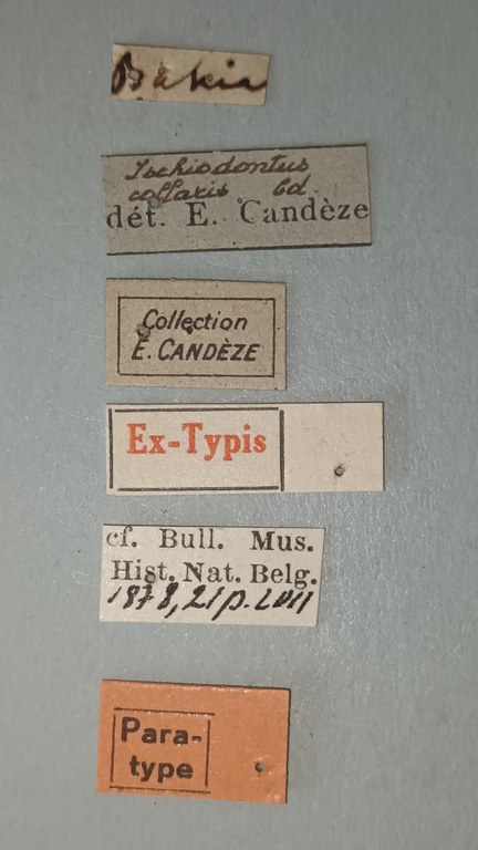Ischiodontus collaris Pt Labels.jpg