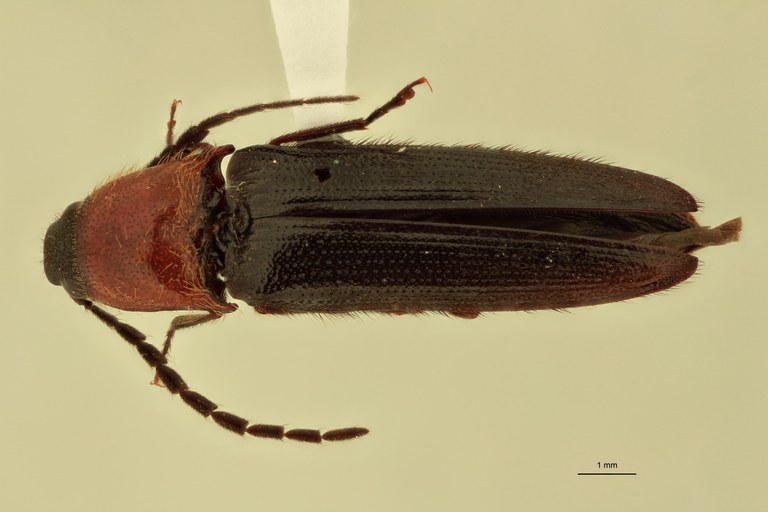Ischiodontus erythroderus Lt D.jpg