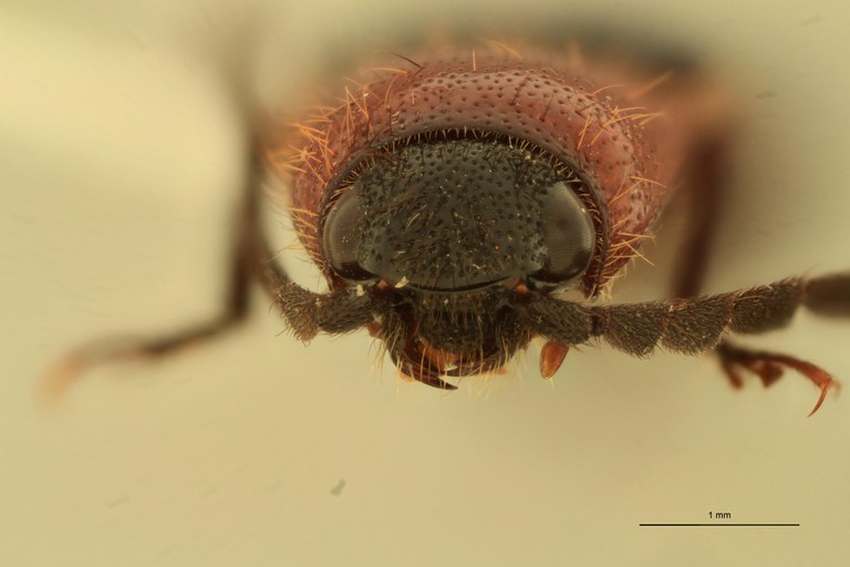 Ischiodontus erythroderus Lt F.jpg