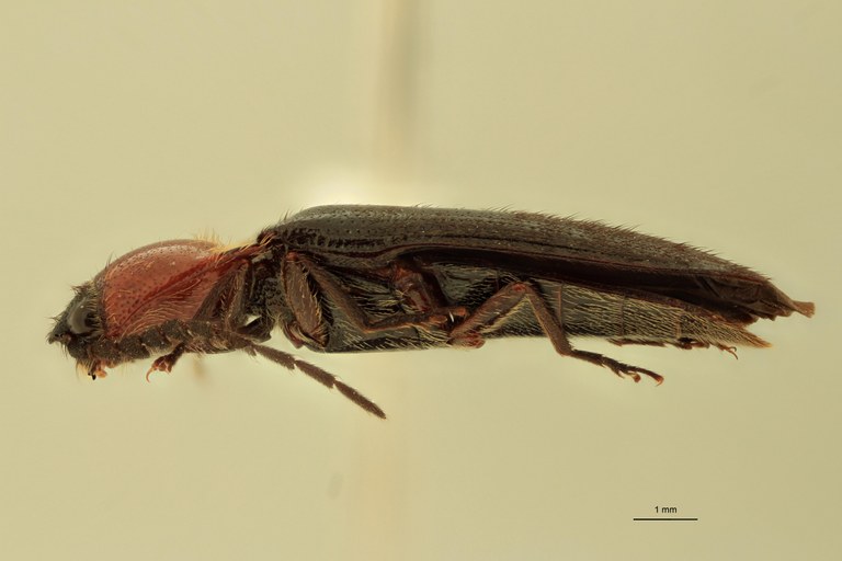 Ischiodontus erythroderus Lt L.jpg