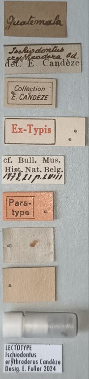 Ischiodontus erythroderus Lt Labels.jpg
