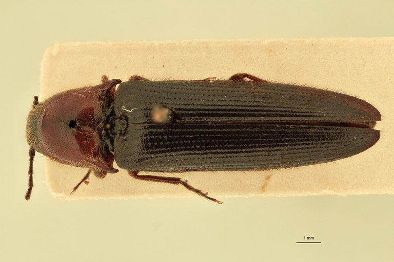 Ischiodontus erythroderus Plt D.jpg