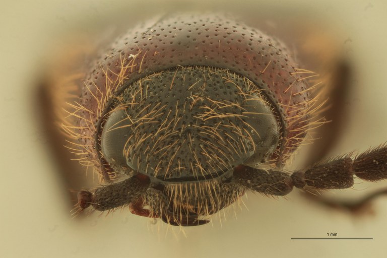 Ischiodontus erythroderus Plt F.jpg