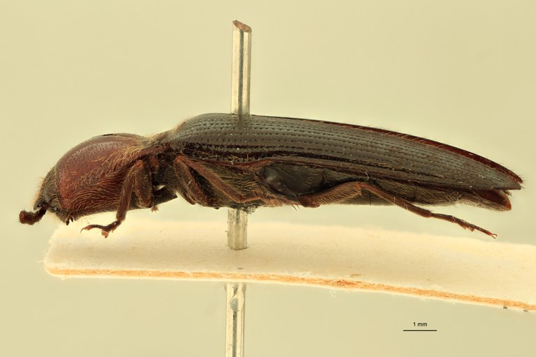 Ischiodontus erythroderus Plt L.jpg