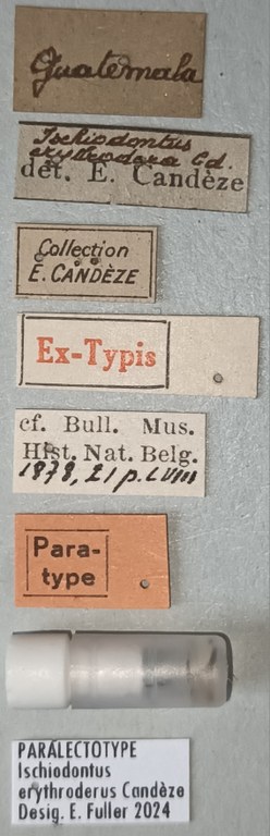 Ischiodontus erythroderus Plt Labels.jpg