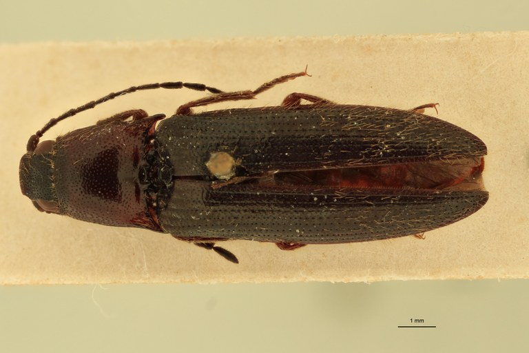 Ischiodontus erythroderus Plt D.jpg Ischiodontus erythroderus Plt D.jpg
