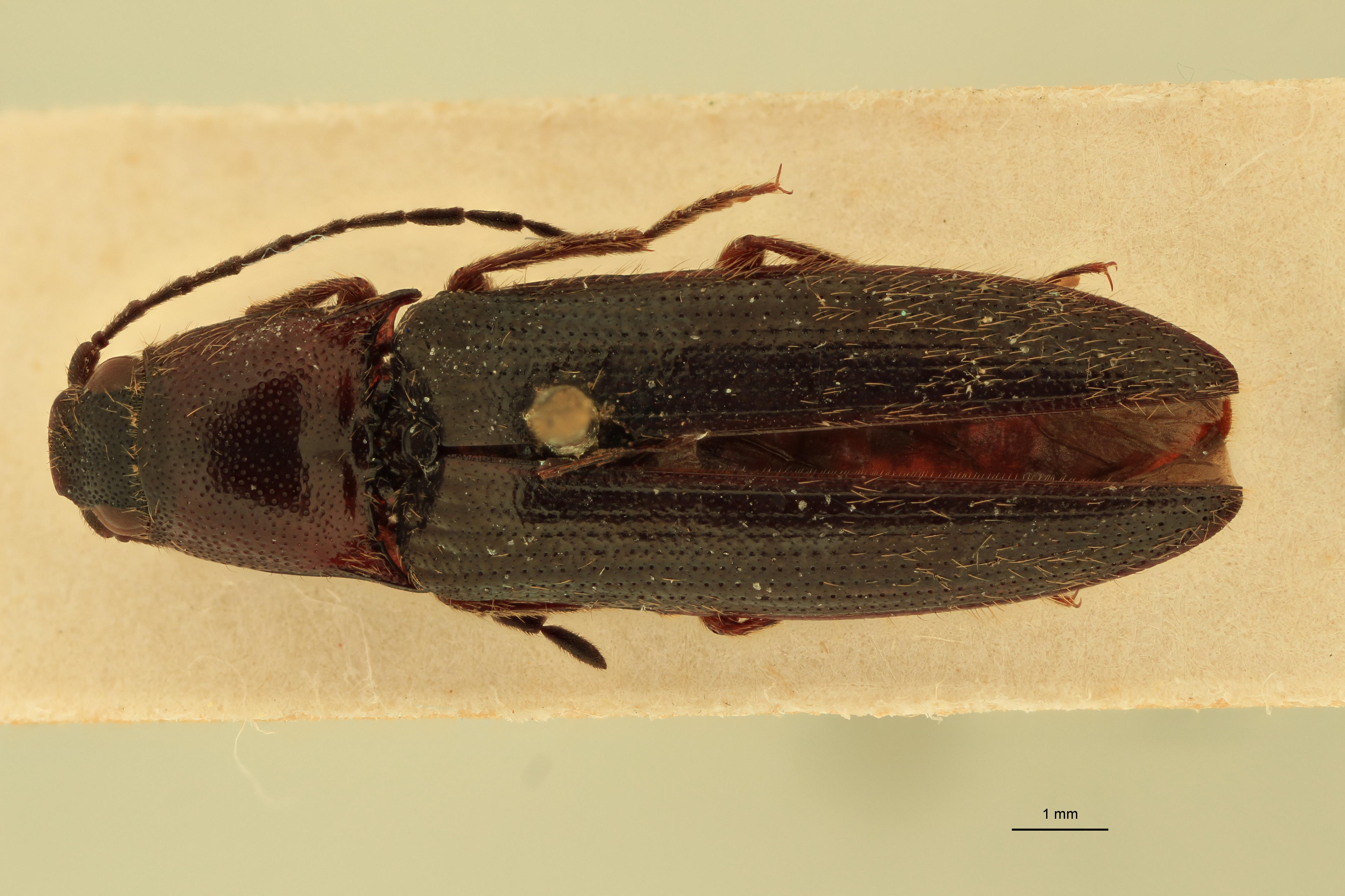 Ischiodontus erythroderus Plt D.jpg
