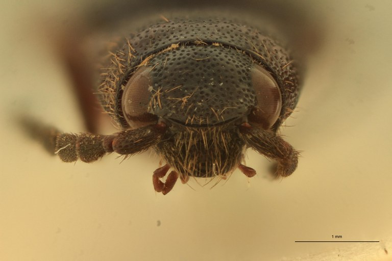 Ischiodontus erythroderus Plt F.jpg Ischiodontus erythroderus Plt F.jpg