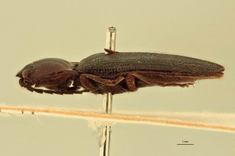 Ischiodontus erythroderus Plt L.jpg Ischiodontus erythroderus Plt L.jpg
