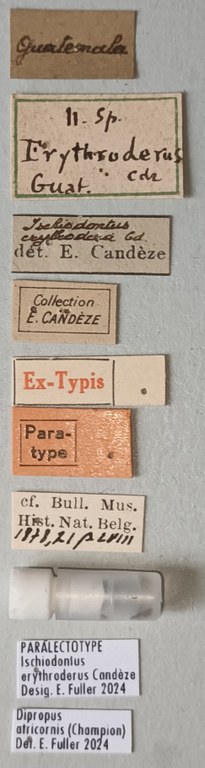 Ischiodontus erythroderus Plt Labels.jpg Ischiodontus erythroderus Plt Labels.jpg
