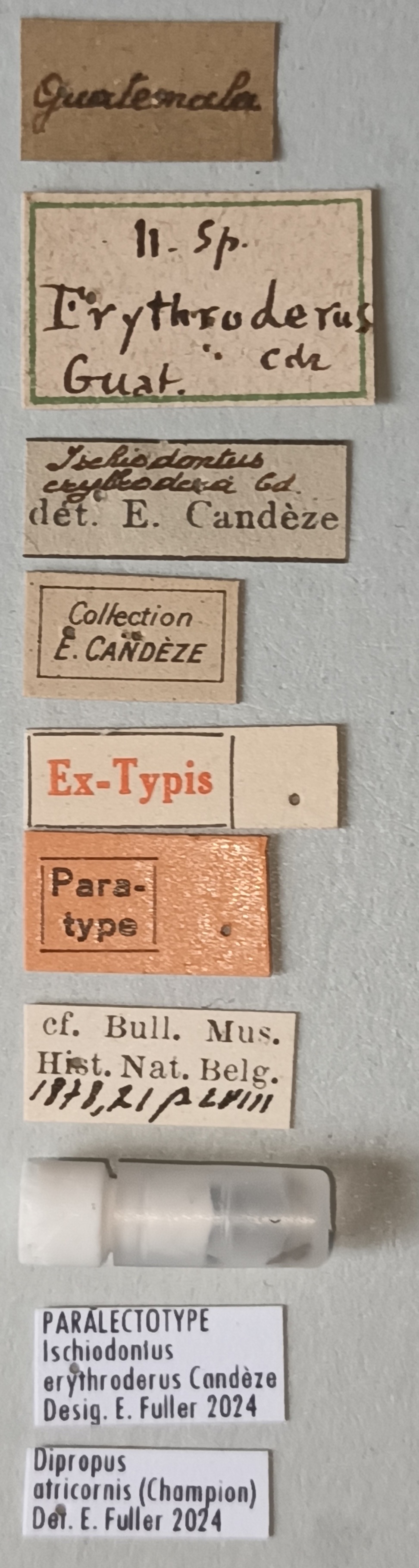 Ischiodontus erythroderus Plt Labels.jpg