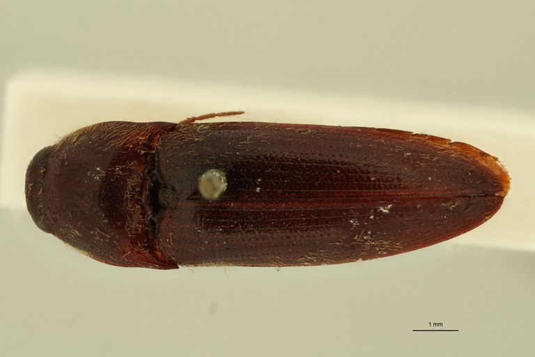 Ischiodontus hawaiensis Lt D.jpg Ischiodontus hawaiensis Lt D.jpg
