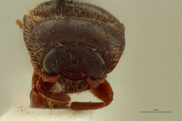 Ischiodontus hawaiensis Lt F.jpg Ischiodontus hawaiensis Lt F.jpg