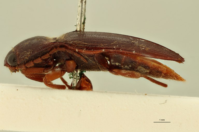 Ischiodontus hawaiensis Lt L.jpg Ischiodontus hawaiensis Lt L.jpg