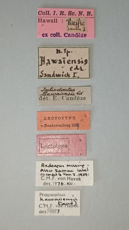Ischiodontus hawaiensis Lt Labels.jpg Ischiodontus hawaiensis Lt Labels.jpg