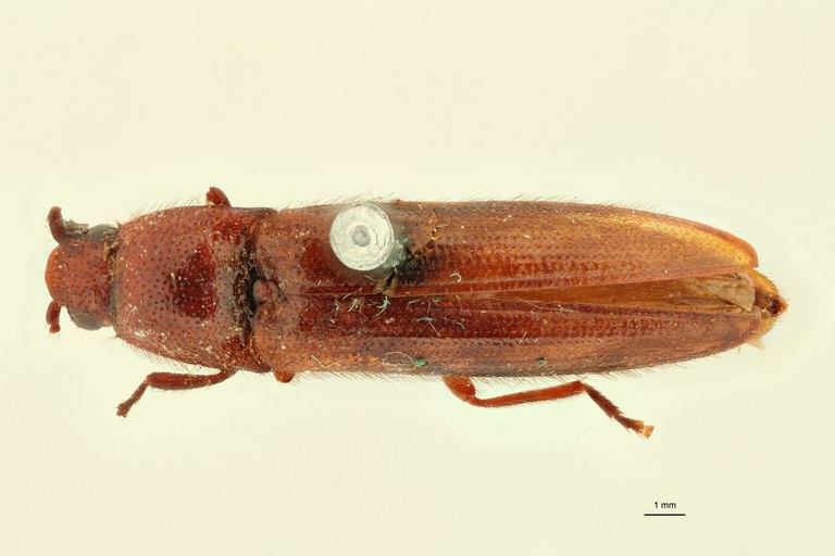 Ischiodontus lateralis Pt D.jpg