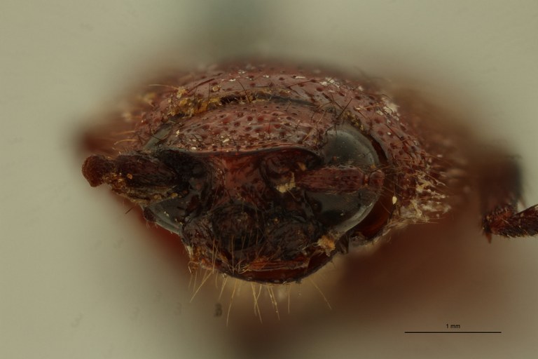 Ischiodontus lateralis Pt F.jpg