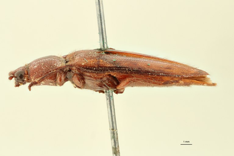 Ischiodontus lateralis Pt L.jpg
