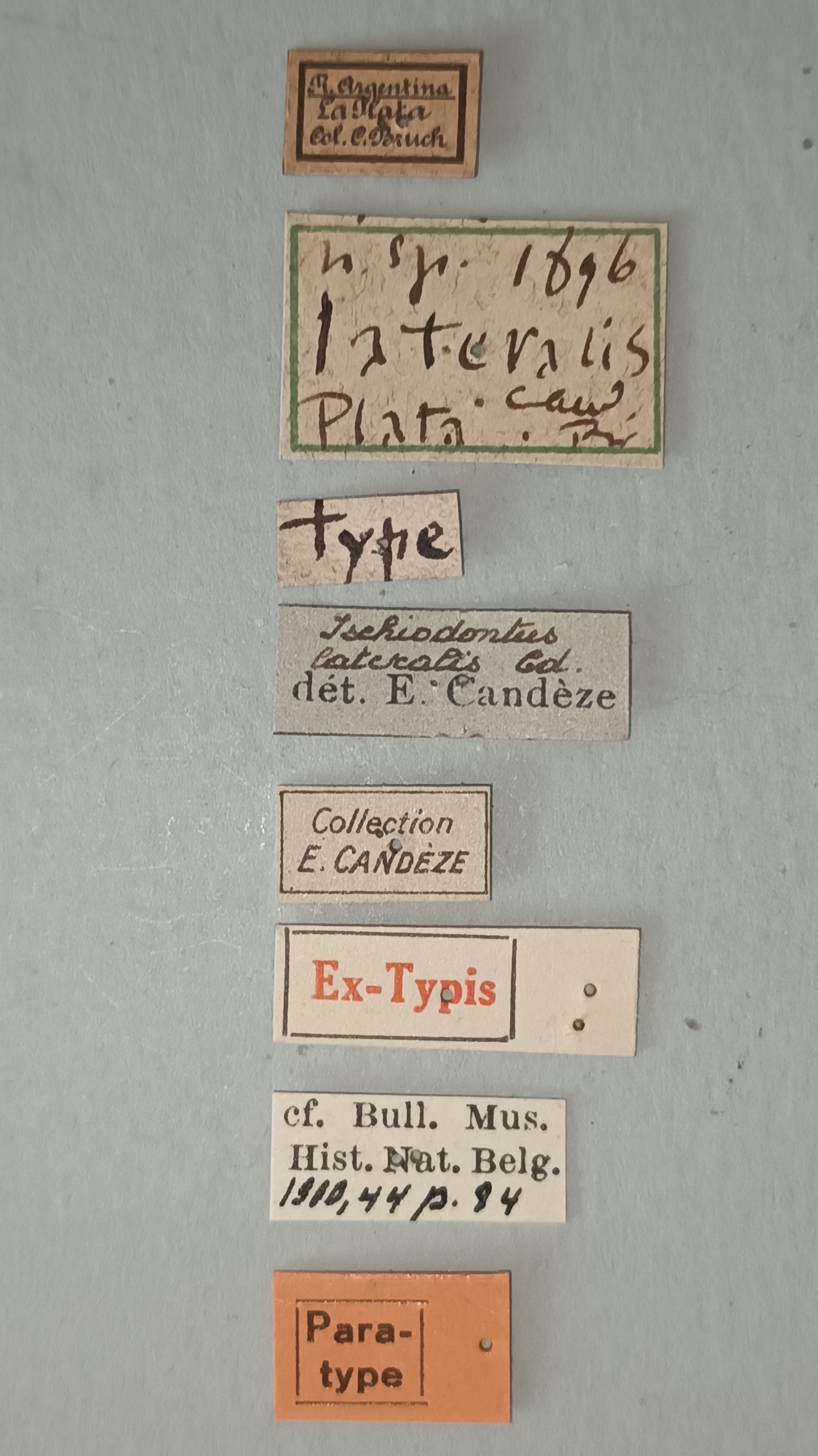 Ischiodontus lateralis Pt Labels.jpg