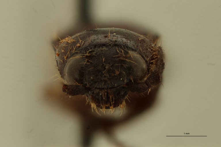 Ischiodontus posticus Pt F.jpg