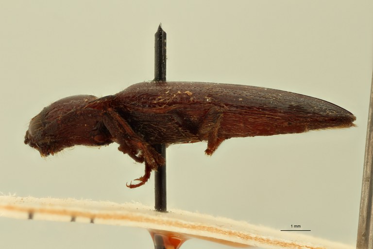 Ischiodontus posticus Pt L.jpg