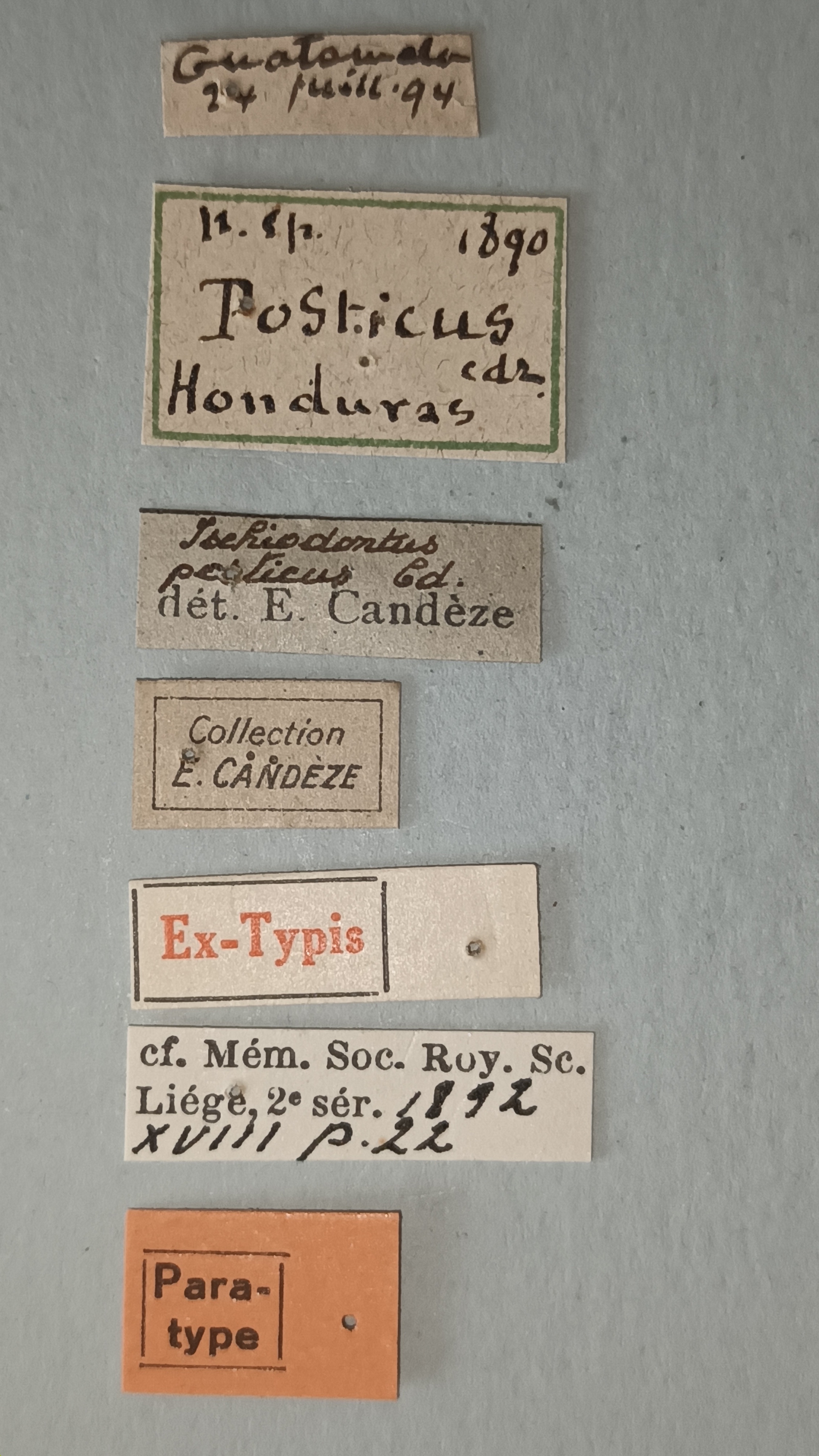 Ischiodontus posticus Pt Labels.jpg