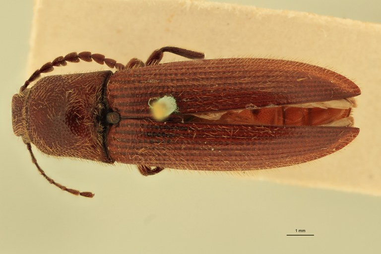 Ischiodontus quadraticollis F St D.jpg Ischiodontus quadraticollis F St D.jpg