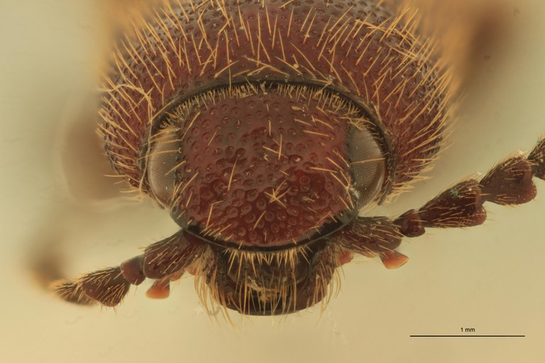 Ischiodontus quadraticollis F St F.jpg Ischiodontus quadraticollis F St F.jpg