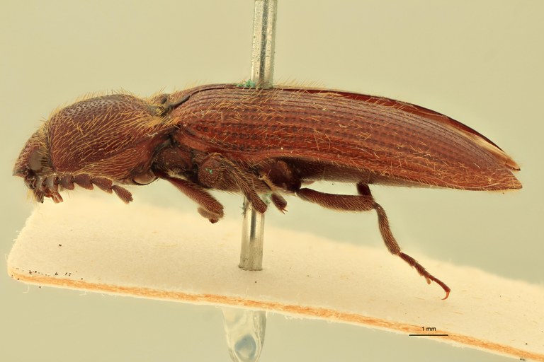 Ischiodontus quadraticollis F St L.jpg Ischiodontus quadraticollis F St L.jpg