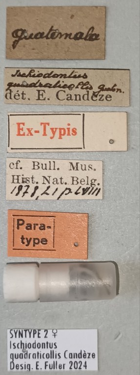 Ischiodontus quadraticollis F St Labels.jpg Ischiodontus quadraticollis F St Labels.jpg