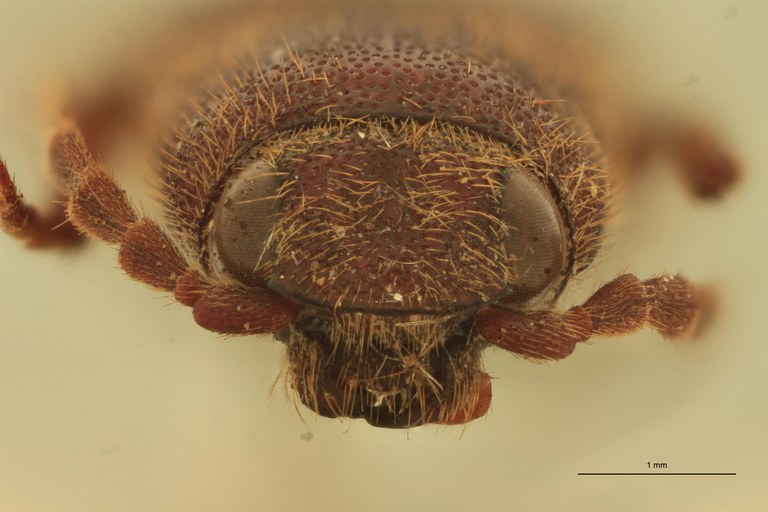 Ischiodontus quadraticollis M St F.jpg Ischiodontus quadraticollis M St F.jpg