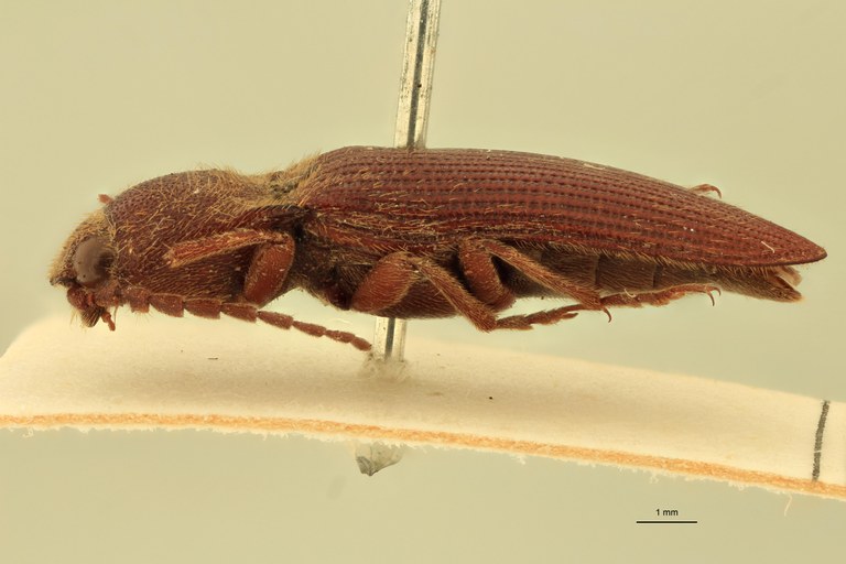 Ischiodontus quadraticollis M St L.jpg Ischiodontus quadraticollis M St L.jpg