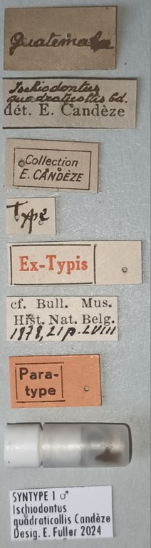 Ischiodontus quadraticollis M St Labels.jpg