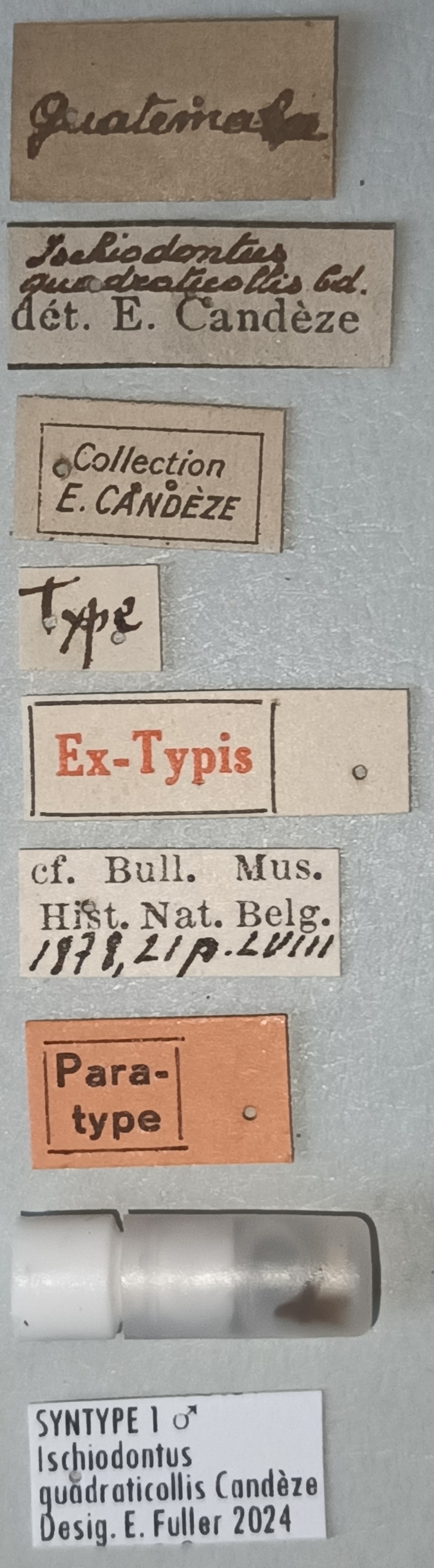 Ischiodontus quadraticollis M St Labels.jpg