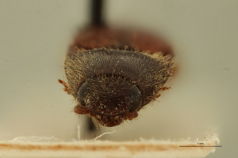 Ischiodontus rufipennis Pt F.jpg