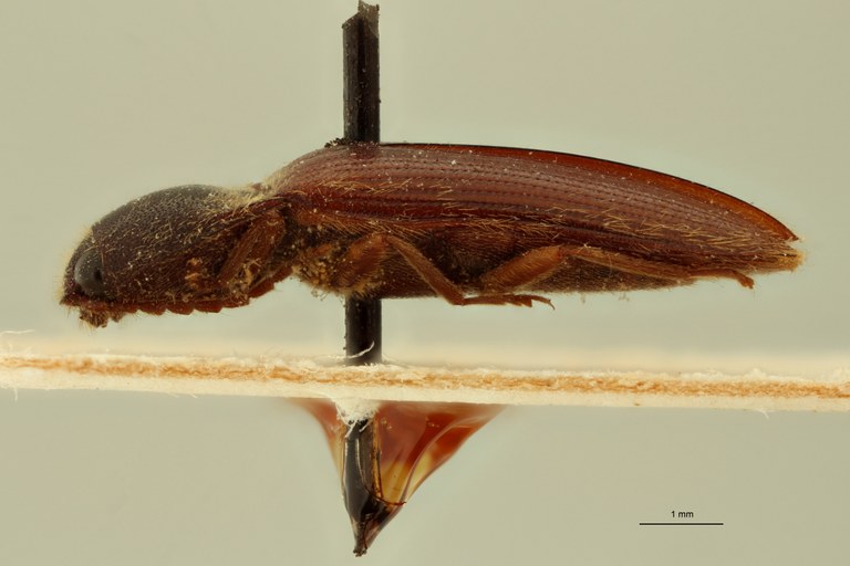 Ischiodontus rufipennis Pt L.jpg