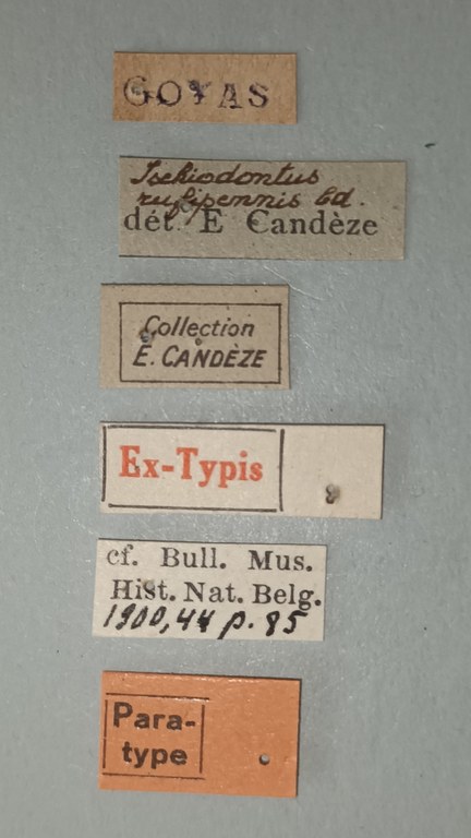 Ischiodontus rufipennis Pt Labels.jpg
