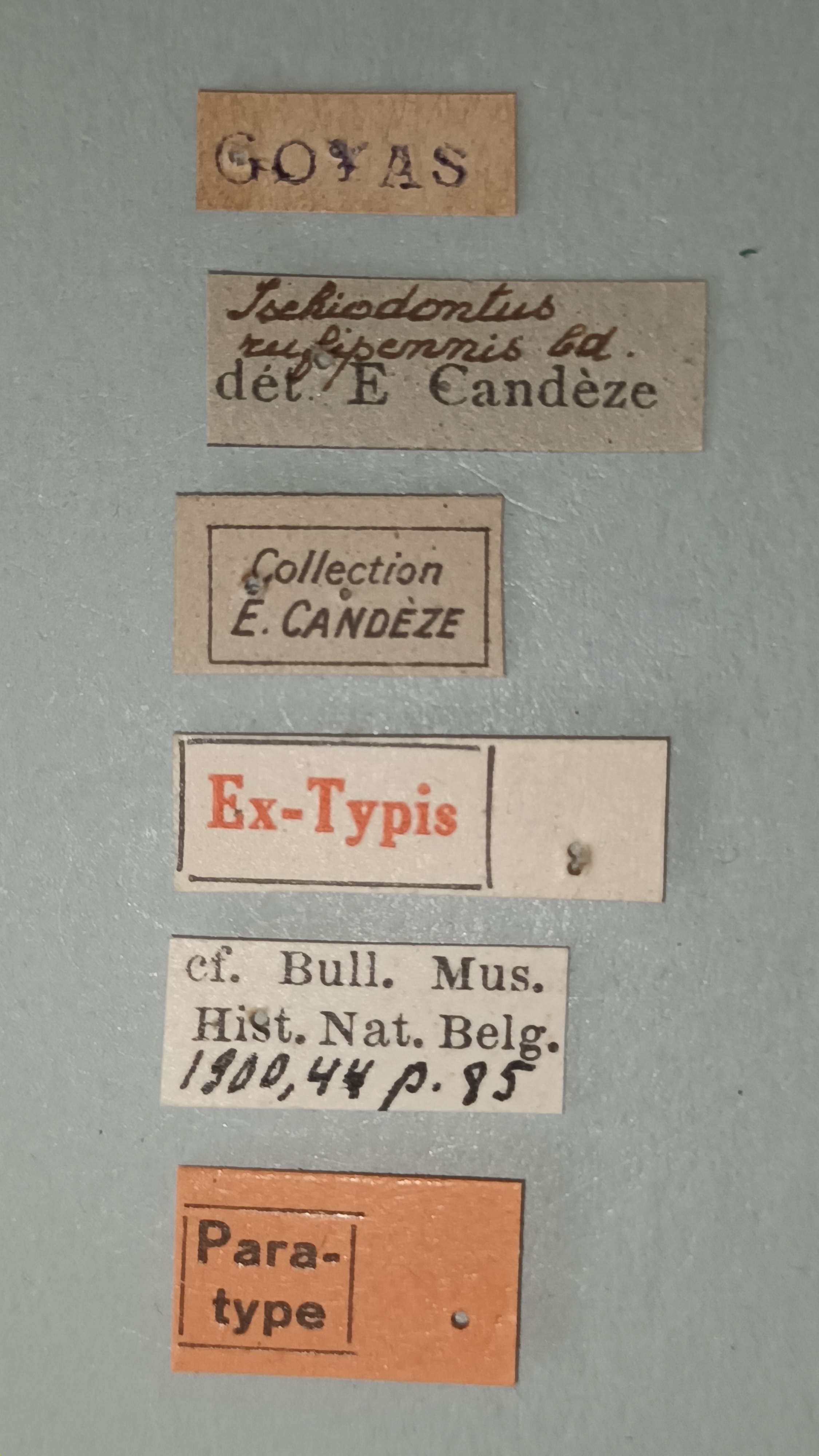 Ischiodontus rufipennis Pt Labels.jpg
